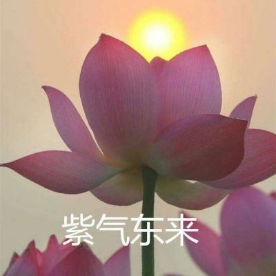 疯狂动物雨在线玩下载